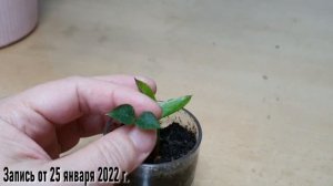 ЗАМИОКУЛЬКАС И АЛОЭ!  КАК ОЖИВИТЬ  СПЯЩИЙ ТРИ ГОДА ЗАМИОКУЛЬКАС С ПОМОЩЬЮ АЛОЭ! ИСТОРИИ ЗРИТЕЛЕЙ!