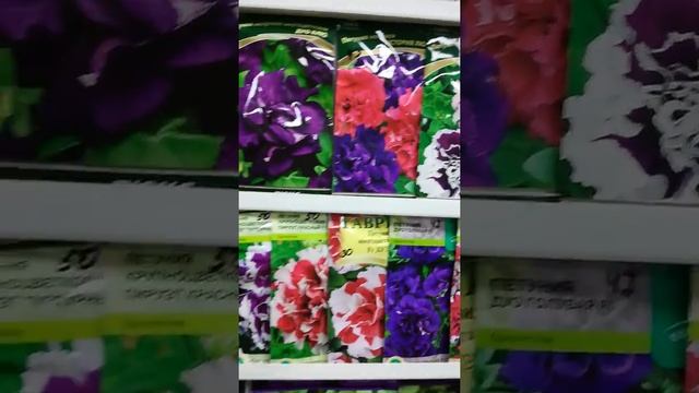 Петуния Изи вейв, Танго, Махровая,Дот стар, софистика, Алладин, Лимбо