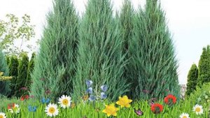 Можжевельник скальный Скайрокет ? Обзор: посадка и уход. саженцы: описание и особенности