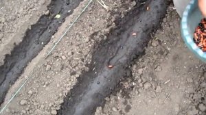 Как посадить фасоль весной на даче