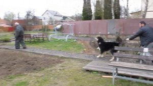 Дрессировка собаки. Продолжение