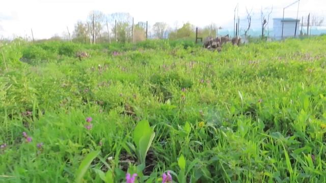 Что случилось с нашим блендером? Грядки по-природному изобилию и вкуснейшая манная каша смотреть онлайн