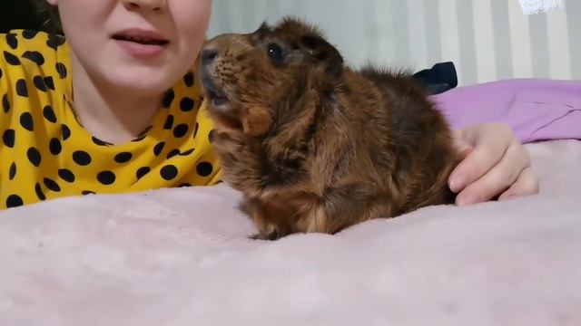 МОИ НОВЫЕ ЗВЕРЬКИ — ТРИО смотреть онлайн