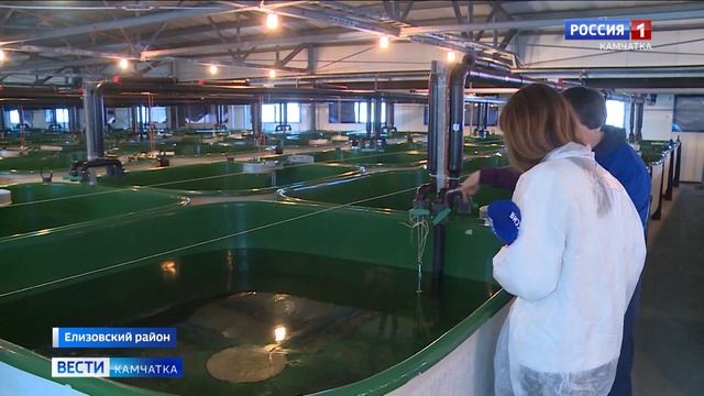 На Малкинском рыбоводном заводе появились первые мальки чавычи  Вести-Камчатка