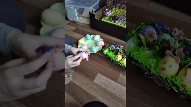 Песчанки и уход за ними 18 апреля 2020 г. смотреть онлайн