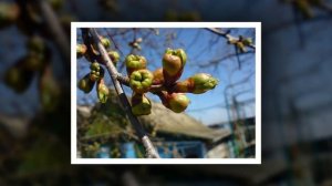 Занятие 11. Можно ли зимой «разбудить» дерево.mp4