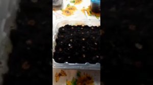 Шток-роза простой способ посадки