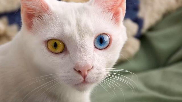 Топ 5. Самые красивые в мире породы кошек