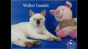 Забавный тайский котенок Walter Gamlet, 4,5 месяца, шоколад-пойнт - нашёл хозяев