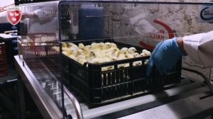 Продажа цыплят породы "Адлерская серебристая"