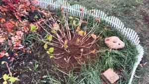 ВПЕРВЫЕ ТАК УКРЫВАЮ / КРУПНОЛИСТНАЯ ГОРТЕНЗИЯ БЕСКОНЕЧНОЕ ЛЕТО И НИККО БЛЮ.