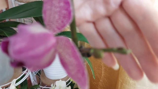 🌬 Цветущий декабрь ❄️ смотреть онлайн