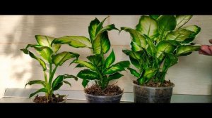 обзор Диффенбахия Кул Бьюти