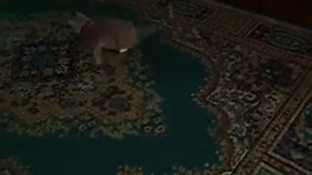 Милый котик Барс играет с солнечным зайчиком смотреть онлайн