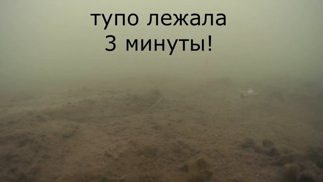 Камбала. Тавричанка. 27 февраля 2023. Рыбалка в приморском крае.