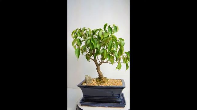 Bonsai "Ficus Wiandi 8" смотреть онлайн
