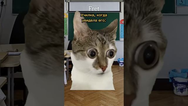 Почему испугалась музыканта？🤔 #котики #мем