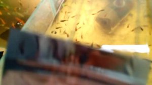 Мальки Данио...АРТЕМИЯ