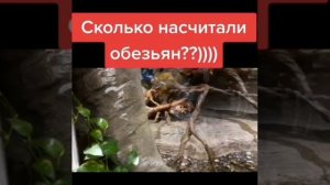 Обезьянки в торговом центре на окраине Москвы район Котельники в тц грант маленький зоопарк зимой