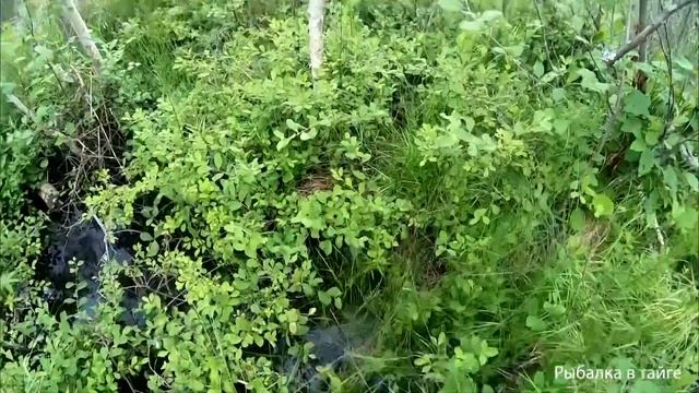 В ПОИСКАХ ТАЁЖНЫХ ЩУК!!! ДИКАЯ РЫБА!!! ОНА СХОДИТ С УМА!!! Скоро на канале!!! смотреть онлайн