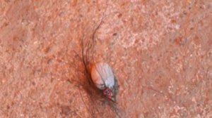 Осторожно - КЛЕЩ! Carefully - mites! Иксодовый Клещ на Лабрадоре.