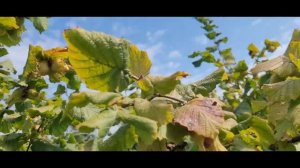 Фундук сорта Шедевр. Урожай-23 с кустов разного возраста.