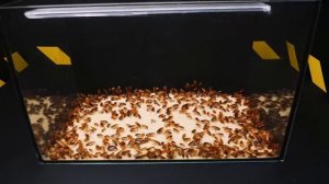 ЧТО ЕСЛИ к 1000 ГОЛОДНЫХ ТАРАКАНОВ ОПУСТИТЬ СКОРПИОНА?ВЕРСУС СКОРПИОНА!