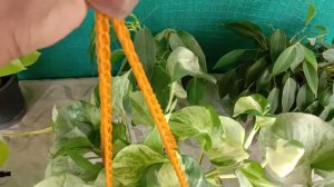 How hanging money plants make your Home looking amazing| Pothos decoration ideas  in malayalam