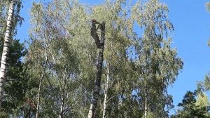 Сложное и опасное удаление дерева частями на кладбище