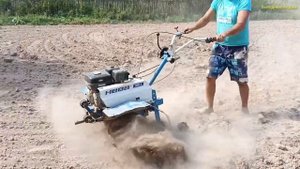 Посеял сидераты после картофеля в сухую почву.