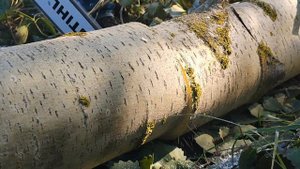 столбы на въезд из осины