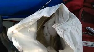 Баренцево море, бешеный клёв трески