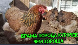 БРАМА ПОРОДА КУРОЧЕК ЧЕМ ХОРОША