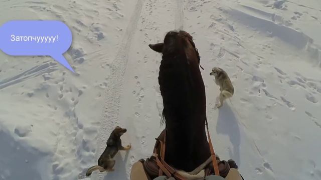 Чего боятся кони? смотреть онлайн