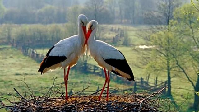 Аист на крыше online video cutter com смотреть онлайн