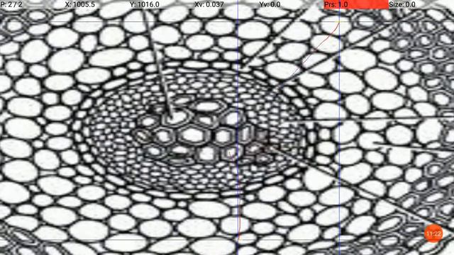 Selaginella:Internal structure of root and rhizophore(1) смотреть онлайн
