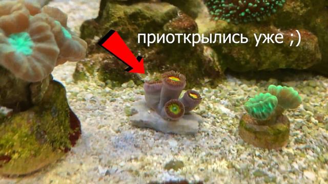 Новые зоантусы и другие новости моего морского нано аквариума.