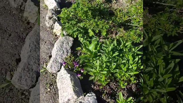 Догляд за цибулинними квітами після цвітіння. Огляд квітників.02.05.2023