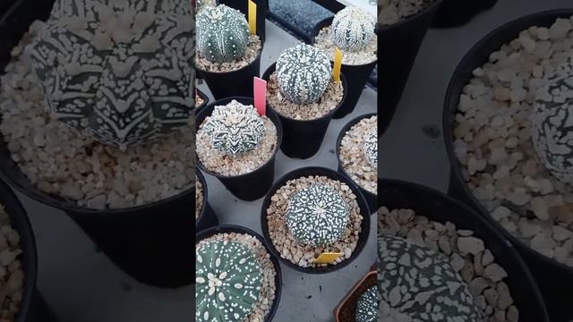 astrophytum asterias astrophytum miracle astrophytum kikko astrophytum starshape capricorne