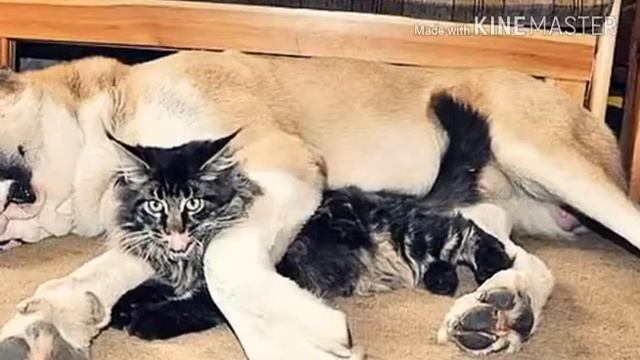 Рассказ о породе собаки Алабай смотреть онлайн