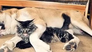 Рассказ о породе собаки Алабай