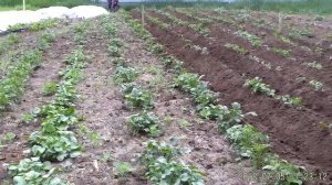 Окучивание картошки Кротом