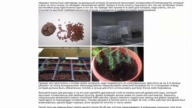 Кипарис вечнозеленый семена 30 шт смотреть онлайн