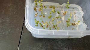 Голубика и Ежевика In Vitro. Голубика Дюк, Ханна Чойс, Спартан, Гурон, Поларис