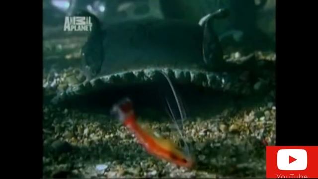 Летающие рыбы! Летающие змеи! Топ 5 животных земли смотреть онлайн