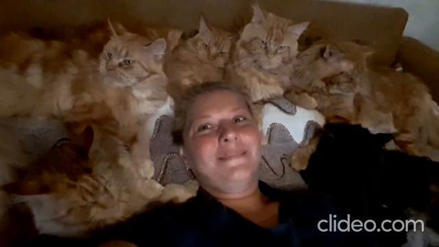 Кошки породы Мейн кун. Мои Любимчики. смотреть онлайн