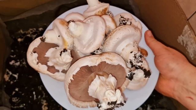 очередной сбор грибов смотреть онлайн