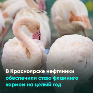 В Красноярске нефтяники обеспечили стаю фламинго кормом на целый год