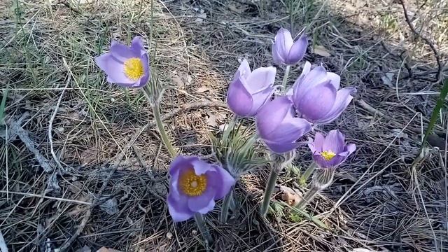 Сон-трава смотреть онлайн