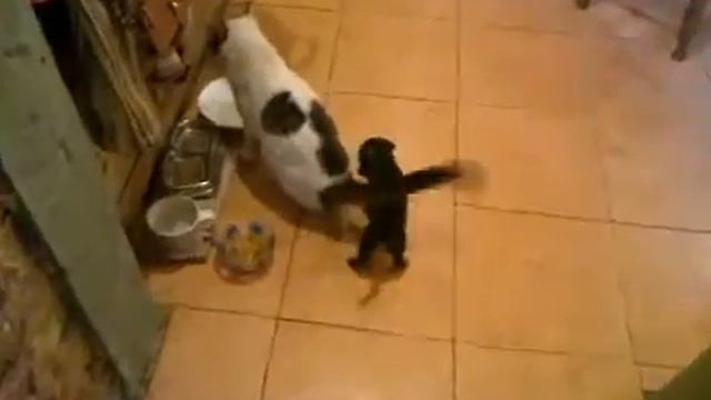 Кот в два раза больше ТАКСЫ смотреть онлайн